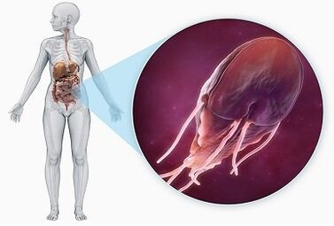 Parasites in the digestive tract