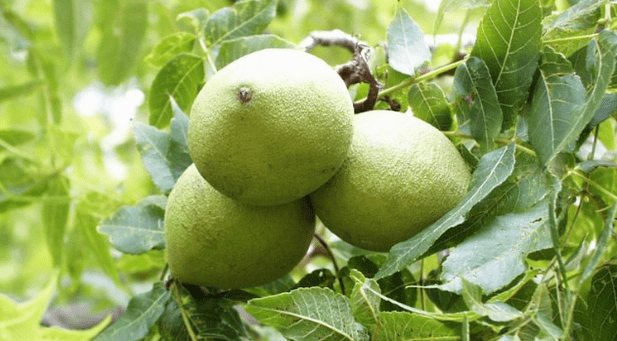Cleansing of parasites with a peel of walnuts