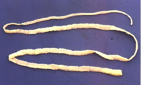 Pork tapeworm